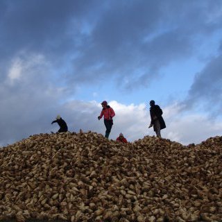 BEET & SUGAR BLUES ou la liberté sortant du trou, Dérives pour temps de crise