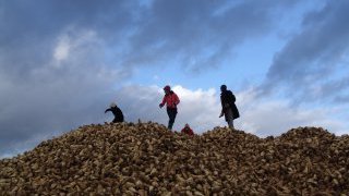 BEET & SUGAR BLUES ou la liberté sortant du trou, Dérives pour temps de crise