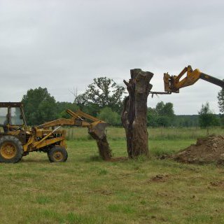 Le Tronc de Chêne