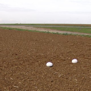 BEET & SUGAR BLUES ou la liberté sortant du trou, Dérives pour temps de crise